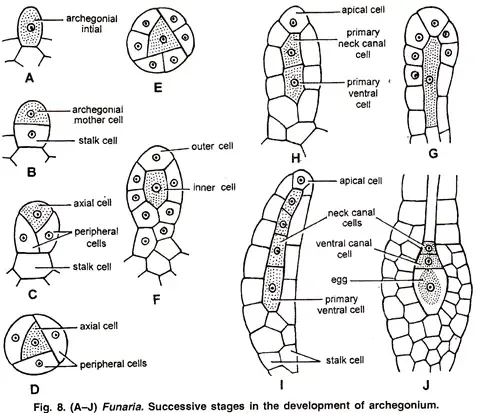 Funaria - Structure, Characteristics, Reproduction 9 Development of Archegonium