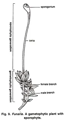 Funaria - Structure, Characteristics, Reproduction 10 Fertilization in Funaria