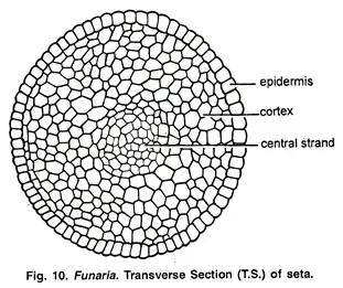 Funaria - Structure, Characteristics, Reproduction 11 Structure of Sporophyte