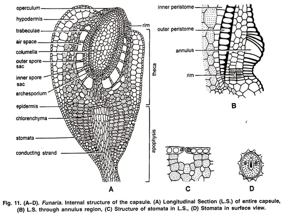 Funaria - Structure, Characteristics, Reproduction 12 Internal Structure of the Capsule