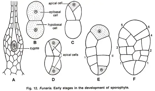 Development of Sporophyte
