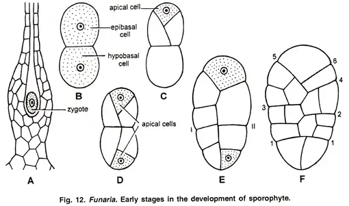 Funaria - Structure, Characteristics, Reproduction 13 Development of Sporophyte