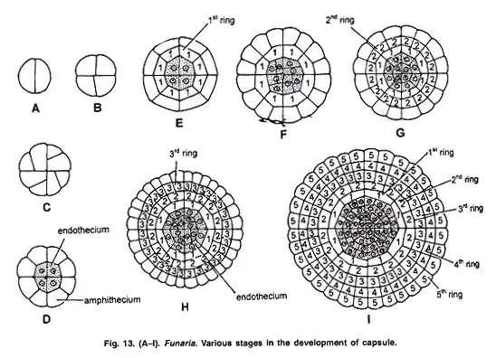 Development of Capsule
