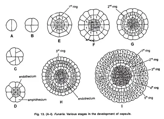 Funaria - Structure, Characteristics, Reproduction 14 Development of Capsule