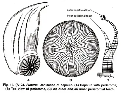 Development of Capsule
