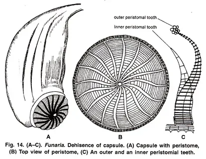 Funaria - Structure, Characteristics, Reproduction 15 Development of Capsule