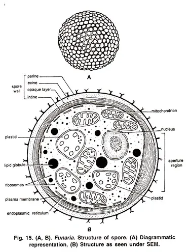 Funaria - Structure, Characteristics, Reproduction 16 Structure and Germination of Spore