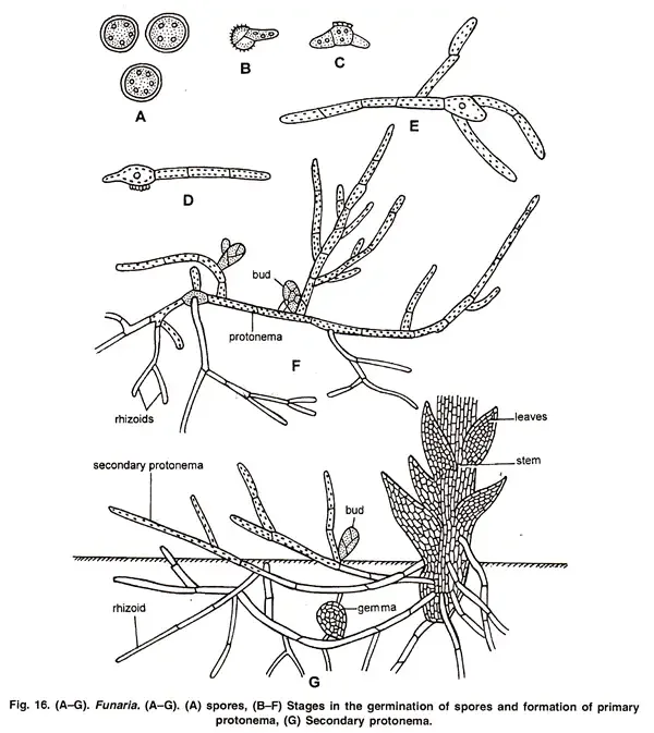 Funaria - Structure, Characteristics, Reproduction 17 Primary Protonema