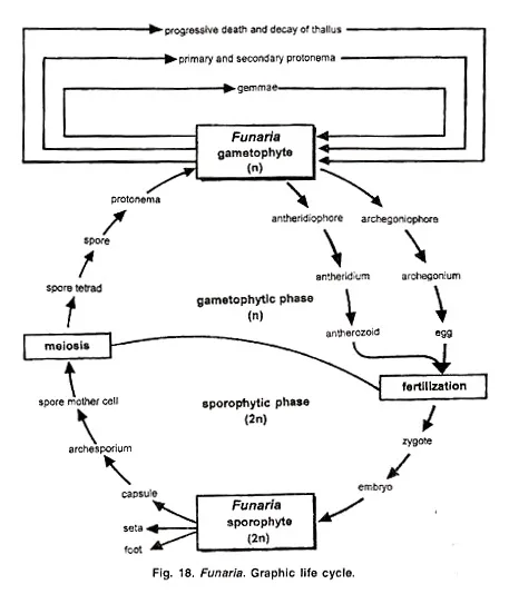 Funaria - Structure, Characteristics, Reproduction 19 Primary Protonema