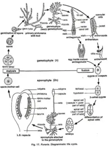 Funaria - Structure, Characteristics, Reproduction - Biology Notes Online