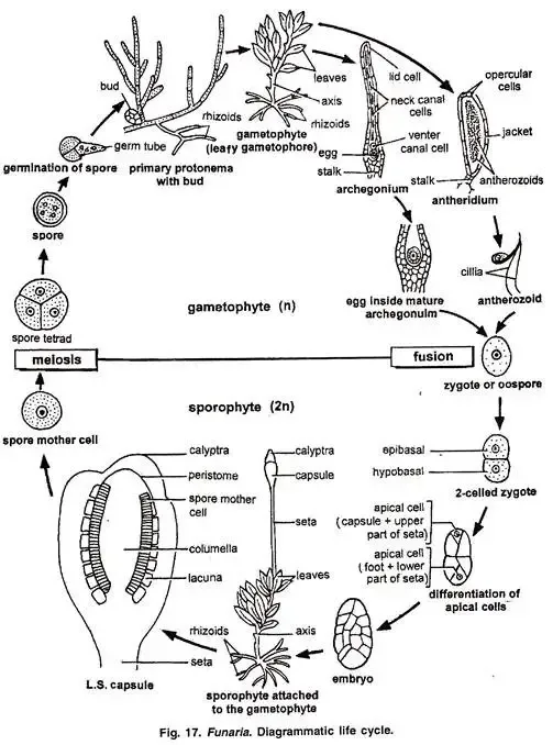 Funaria - Structure, Characteristics, Reproduction 18 Primary Protonema