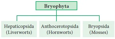 Classification Of Bryophytes