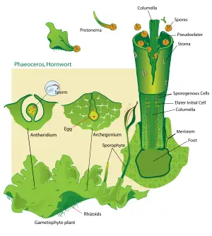 Anthocerotopsida (Hornworts)
