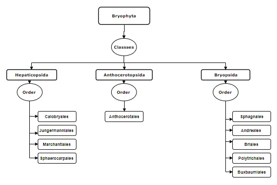 Classification Of Bryophytes 