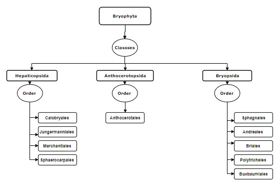 Classification Of Bryophytes 