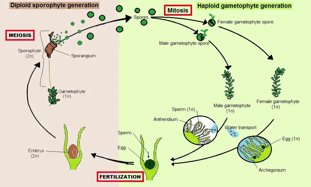 Bryophytes reproduction/Life Cycle of Bryophytes 