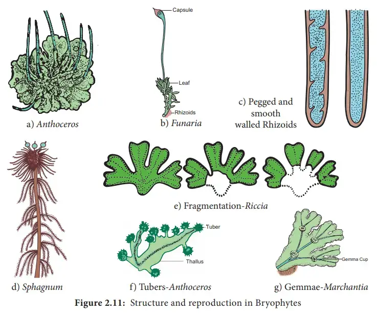 Bryophytes - definition, classification, life cycle, characteristics ...