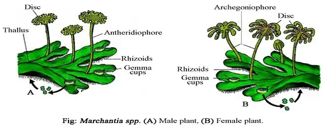 Structure of Marchantia (With Diagram)
