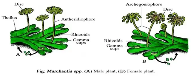 Marchantia - Characteristics, Structure, Reproduction, Classification 1 Structure of Marchantia (With Diagram)
