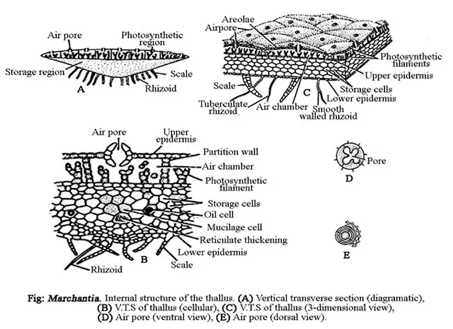 Marchantia - Characteristics, Structure, Reproduction, Classification 2 Structure of Marchantia