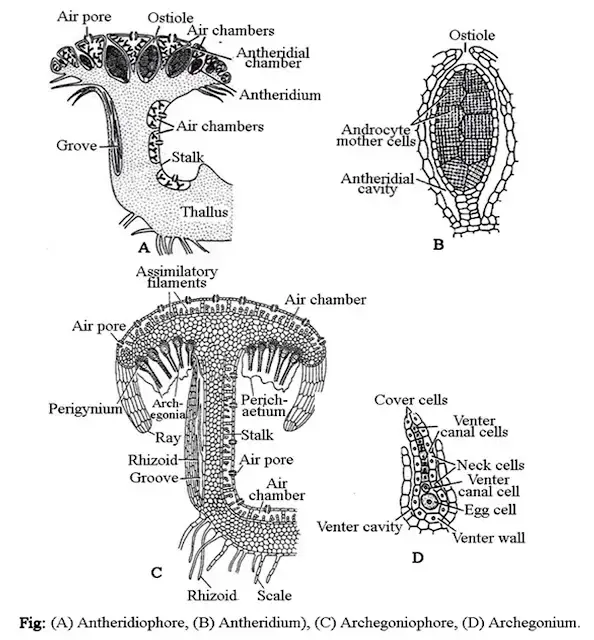 Marchantia Reproduction
