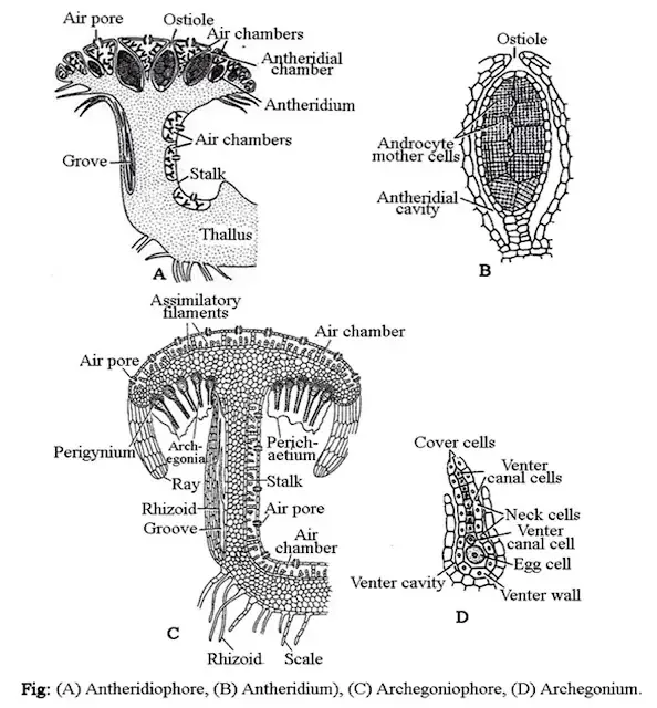 Marchantia - Characteristics, Structure, Reproduction, Classification 7 Marchantia Reproduction