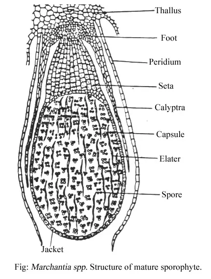 Marchantia - Characteristics, Structure, Reproduction, Classification 8 Sporophytic Phase