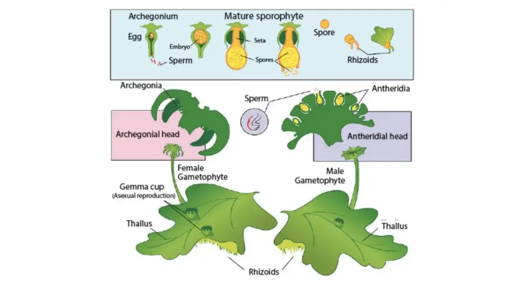 Marchantia - Characteristics, Structure, Reproduction, Classification 10 Life cycle of marchantia