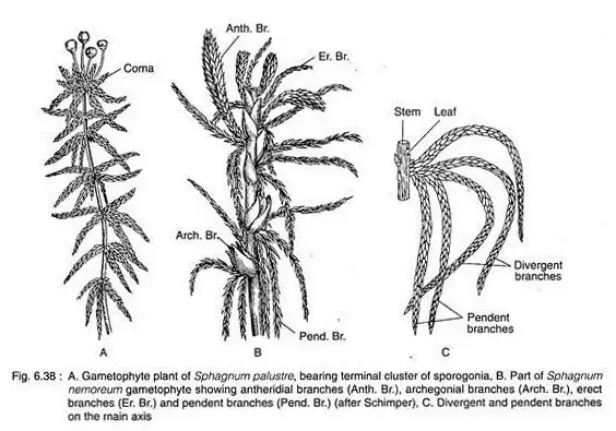 Main Axis and Branches