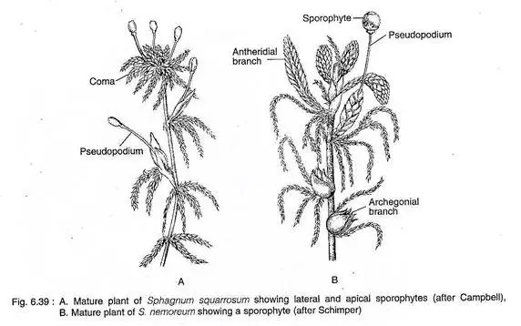 Sphagnum - Habit, characteristics, structure, reproduction - Biology ...