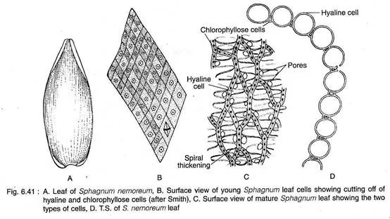 Image Source: www.biologydiscussion.com
