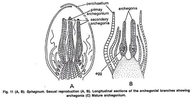 Archegonium Branches