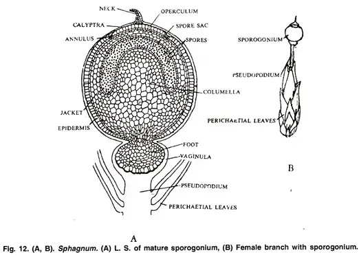 The Sporophyte
