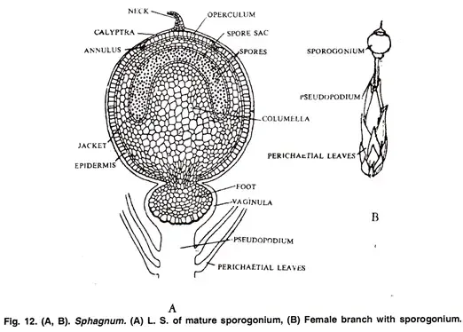 The Sporophyte
