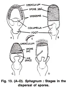Dispersal of spores or Dehiscence of capsule:
