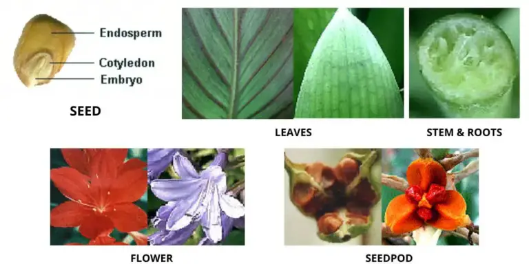 Monocot Seed - Definition, Structure, Example, Characteristics ...