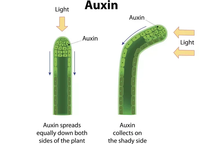 Plant hormones direct plant body development in response to a stimulus, like light.