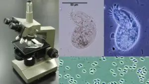 Phase Contrast Microscopy- Principle, Parts, Uses
