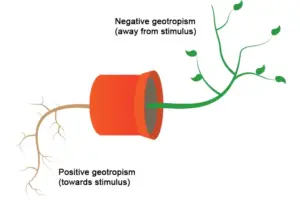 Tropism - Definition, Types, Mechanism, Examples, Importance - Biology ...