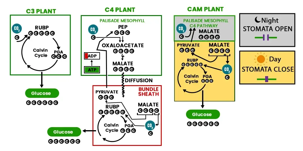 Types of Photosynthesis
