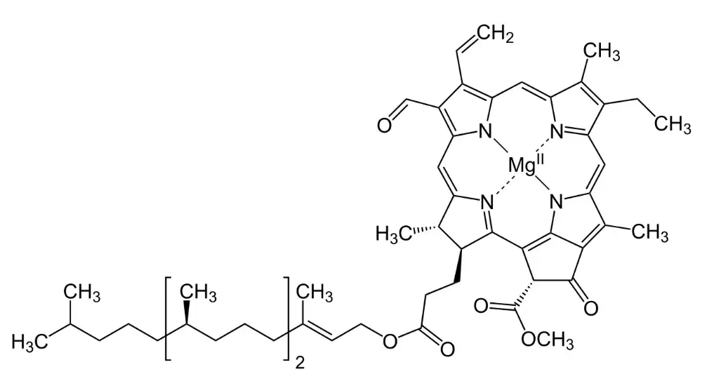 Structure Of Chlorophyll
Structure Of Chlorophyll
