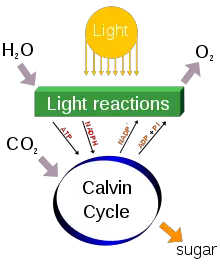 Process/ Steps of Photosynthesis 
