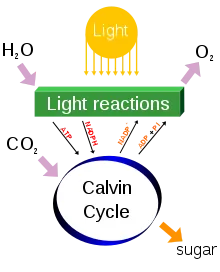 Process/ Steps of Photosynthesis 