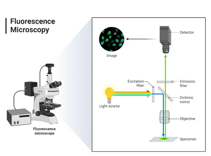 Fluorescent Microscope
