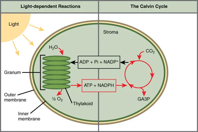Photosynthesis takes place in two stages: light-dependent reactions and the Calvin cycle. Light-dependent reactions, which take place in the thylakoid membrane, use light energy to make ATP and NADPH. The Calvin cycle, which takes place in the stroma, uses energy derived from these compounds to make GA3P from CO2.