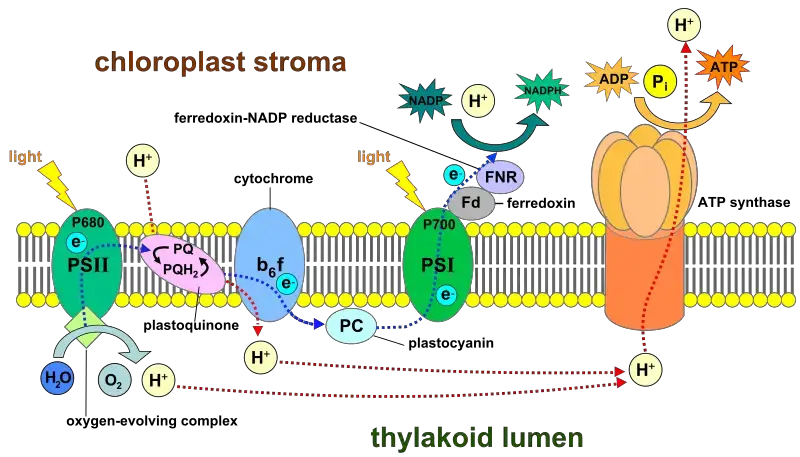 Light-dependent reactions of photosynthesis in the thylakoid membrane of plant cells.