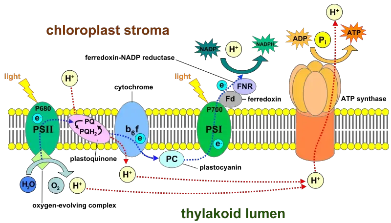 Light-dependent reactions of photosynthesis in the thylakoid membrane of plant cells.