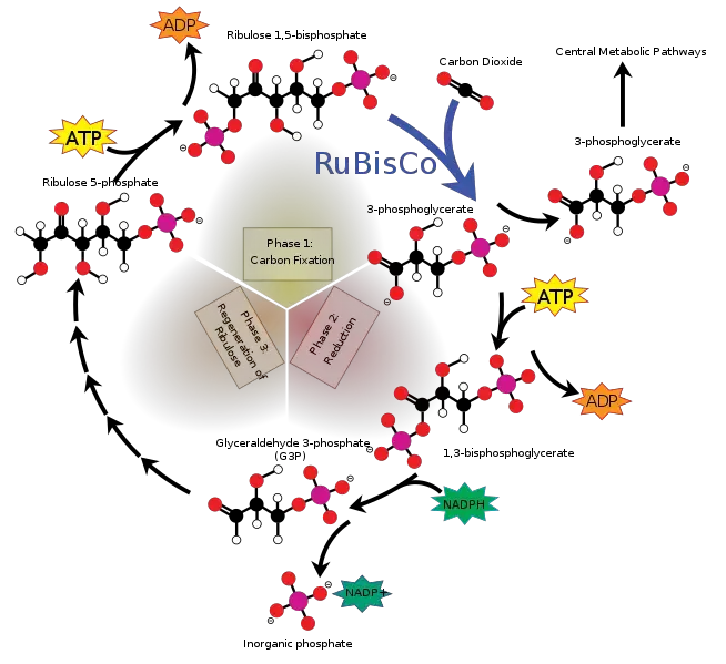 Overview of the Calvin cycle pathway.