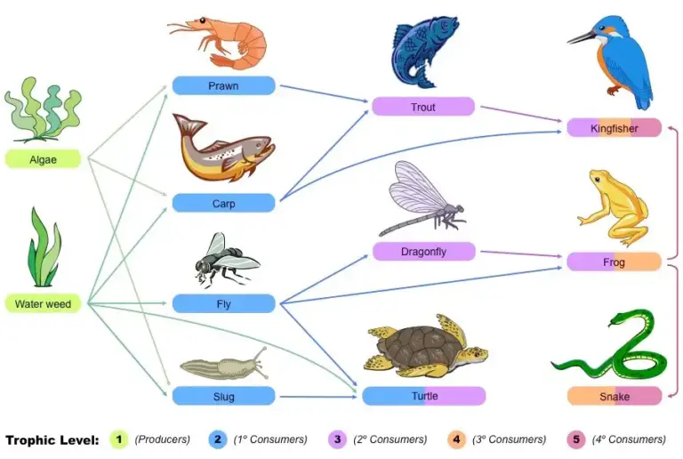 Food Web - Definition, Types, Examples - Biology Notes Online