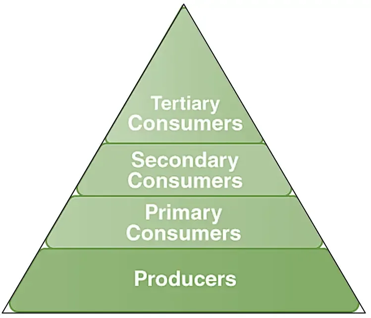 Ecological Pyramids - Definition, Types, Examples, Importance, Limitations 1 Ecological pyramid